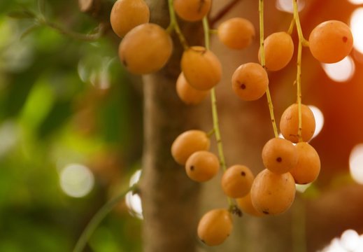 Rambeh or rambi Thai fruits on the tree