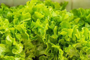 Hydroponics green vegetable growing in the nursery, Agriculture concept.