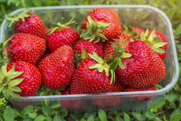 Fresh strawberries in the hands of a girl.