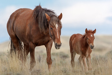 Fototapeta na wymiar Wild Mustangs
