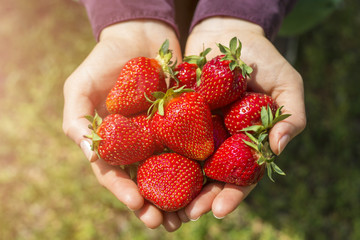Berries of a strawberry in the hands of a gardener woman.