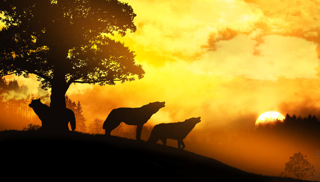 Fototapeta silhouettes of wolves in the mountains