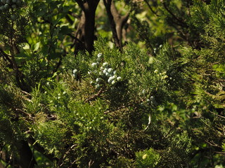 Juniper berries. Juniper on the bush. Close up berries in the forest.