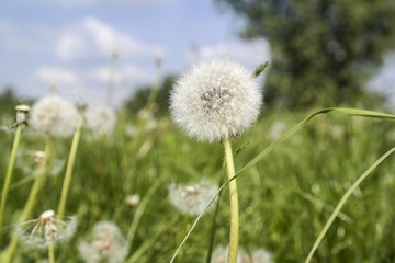 Lot of dandelions close-up on nature in spring against backdrop of summer house