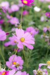 flowers cosmos in the field blooming on the day  in the nature garden