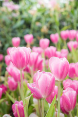 pink tulip flowers garden , tulip blooming blossom in the garden