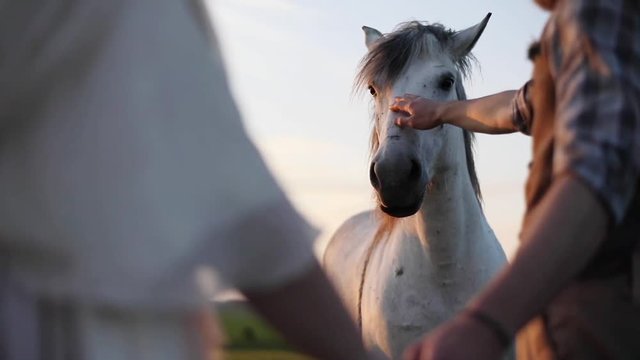 Couple patting stroking horses nose face unrecognizable outdoors evening sky wildlife slow motion close up. Male hands touching wild animal peaceful moment friendship. Breeding freedom ranch lifestyle