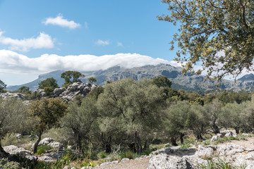 Fototapeta na wymiar Wunderbare Bergwelt in der Umgebung des Klosters LLUC, Mallorca