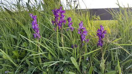 Early purple orchids growing wild in the verge Cornwall