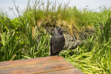 Jackdaw on picnic table at hostel Treyarnon Bay Cornwall