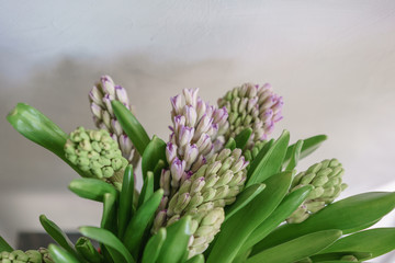 Fototapeta premium Bouquet of Beautiful lilac hyacinths. Close-up spring flowers in vase. bulbous plant. Floral wallpaper