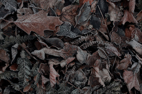 Frozen leaves