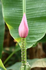 Banana blossom