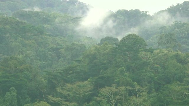 Rainforest, Bwindi national park, Uganda