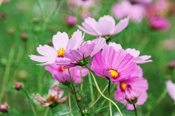 Pink Cosmos Flower, (Cosmos bipinnatus,)