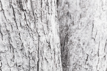 White wood texture can use as natural background. The trunk of the tree is painted white.
