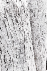Fototapeta premium White wood texture can use as natural background. The trunk of the tree is painted white.