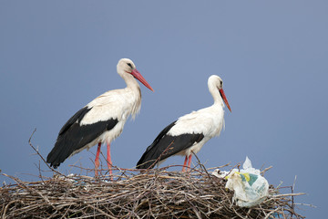 male and female storks in the nest
