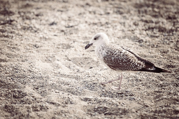 Mouette sur la plage