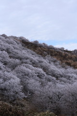 霧氷