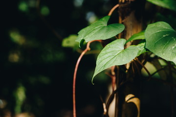 Lush green heart shape leaves creeping plant