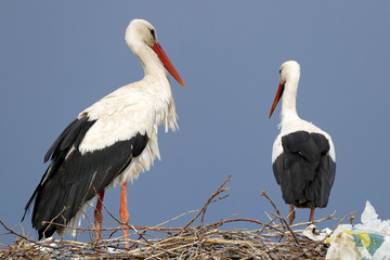 male and female storks in the nest
