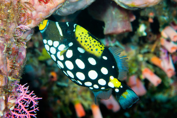 Clown Triggerfish