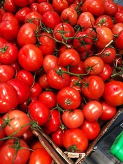 Delicious ripe red tomatoes on a branch on the market 