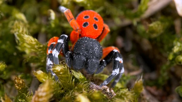 Ladybird spider 