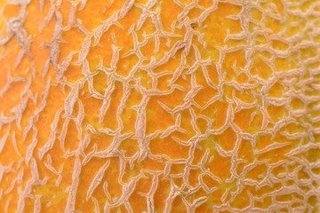 Melon fruit texture