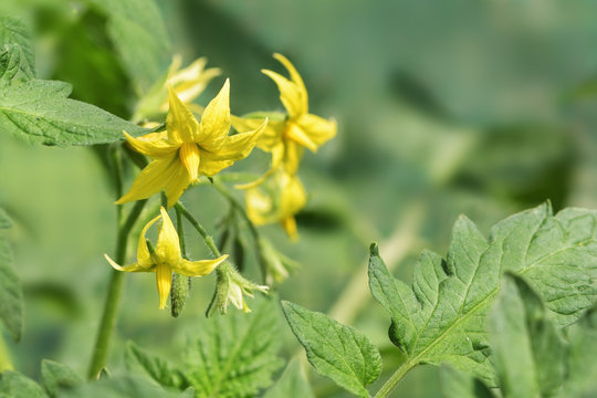 yellow flowers from a tomato plant between the green leaves, copy space - Powered by Adobe