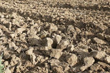 fields reserved for fallow,

