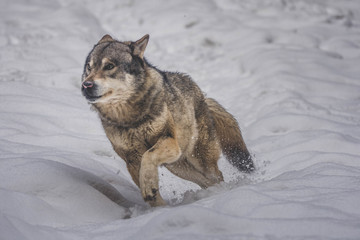 Loup en course en hiver - 205544840