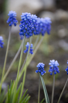 Blue flowers on a gray background