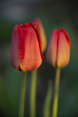 Red tulips against a dark background