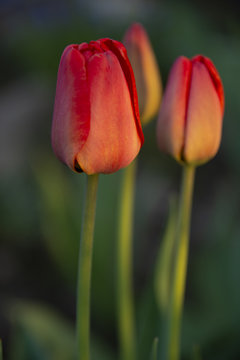 Red tulips against a dark background