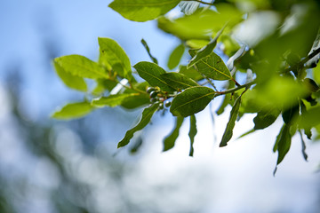 laurel tree with bay leaves