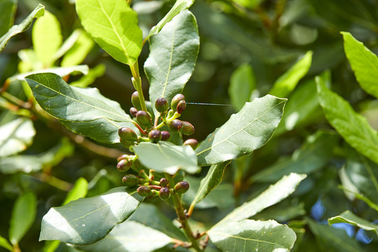 laurel tree with bay leaves