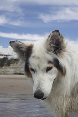 beach dog