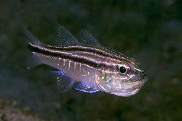 Mud-Bay Cardinalfish