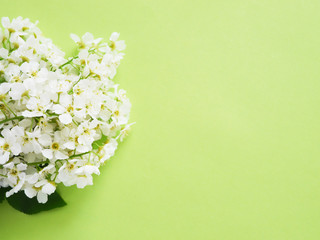 Cherry flowers on a green background, top view, flat layout. 