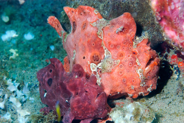 Frogfish couple