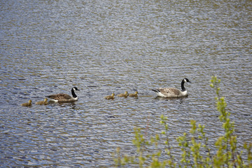 Canada Goose