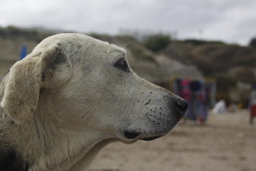 Fototapeta premium beach old dog