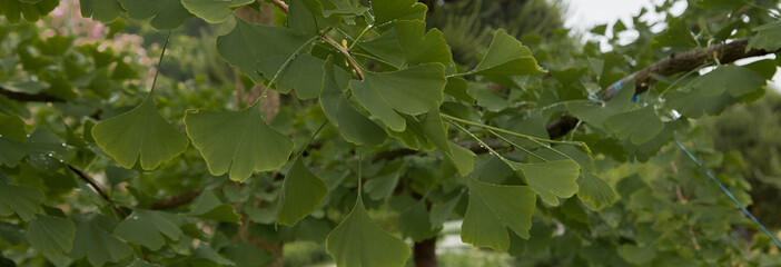 Beautifully sunlit ginkgo leaves with shallow dof. Outdoor ginkgo biloba leaves ,Closeup