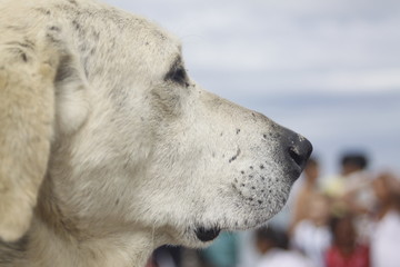 beach dog