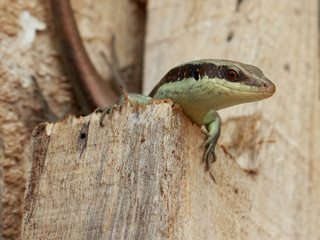 A skink be arrogant 2