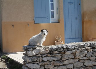 vieux chien