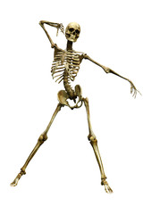 3D Rendering Human Skeleton on White