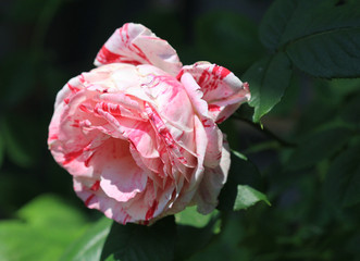 Цветок двухцветной розы крупным планом 